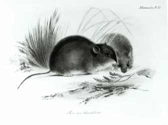 Souris, Terre de Feu, Amérique du Sud vers 1832-36